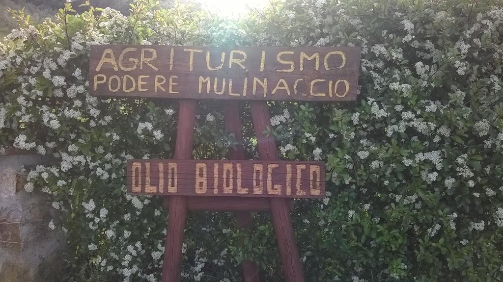 Agriturismo Podere Mulinaccio Ribolla Zewnętrze zdjęcie